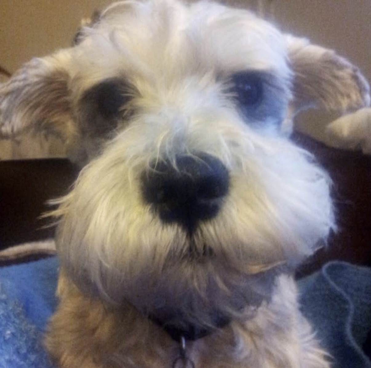 Peluche, the dog who inspired Amigos of Woof