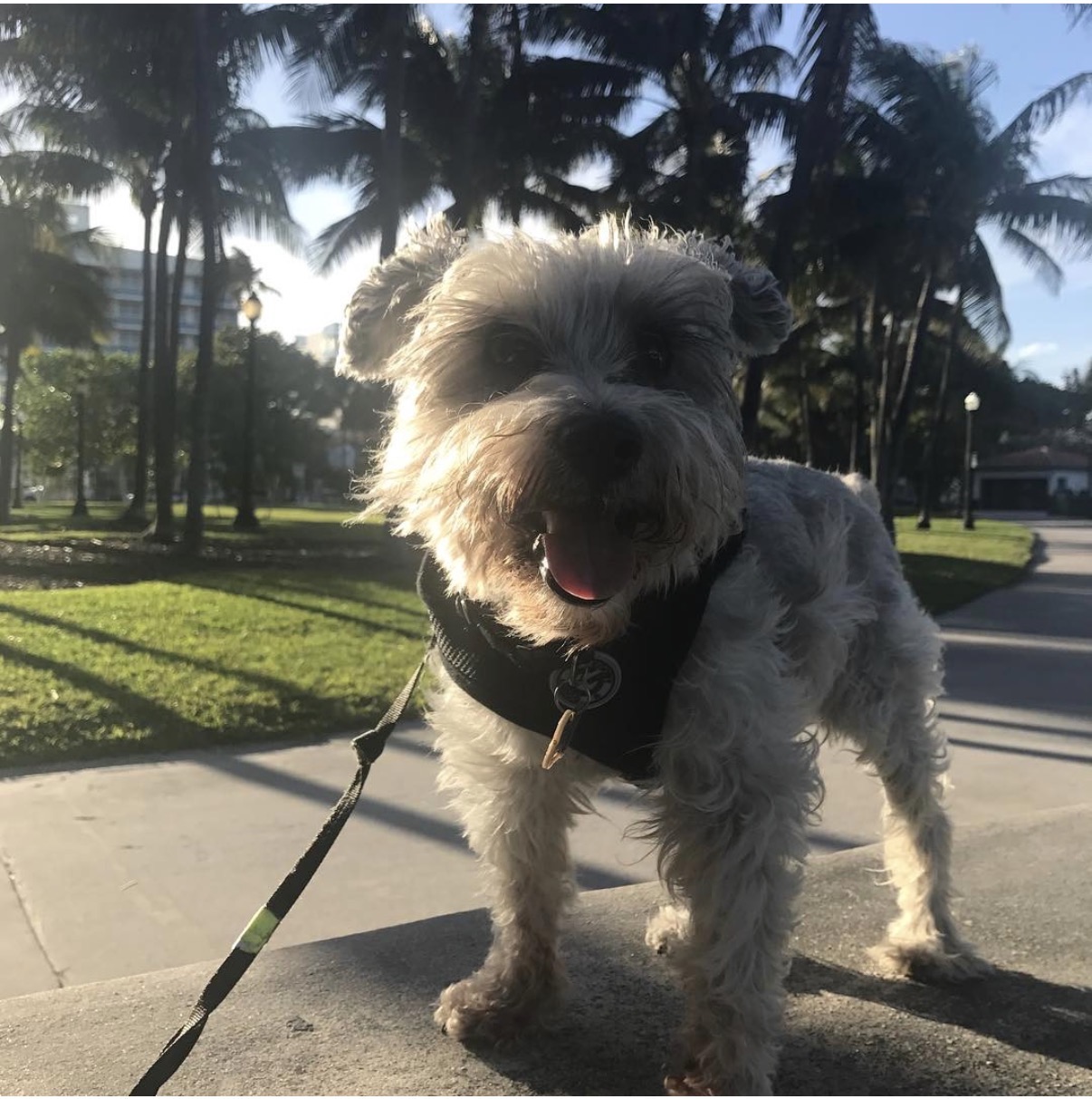 Peluche, the inspiration behind Amigos of Woof